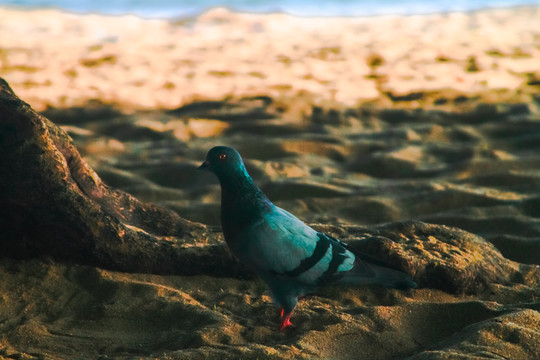 沙滩鸽子