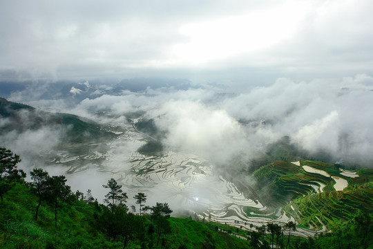 茗岙梯田