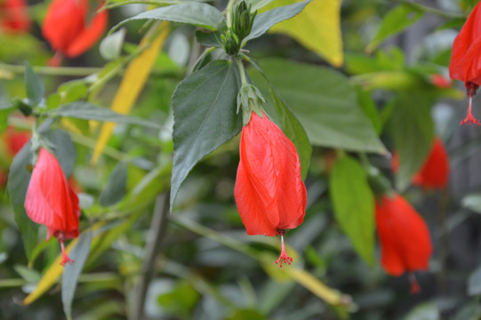 垂花悬铃花