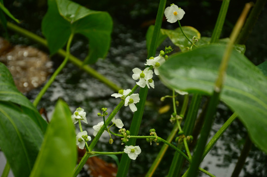 茨菰