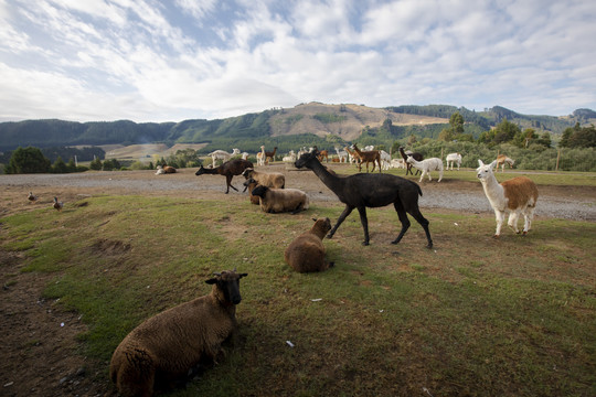 新西兰羊驼
