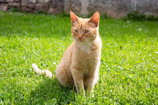 坐在草地上的花狸色猫咪