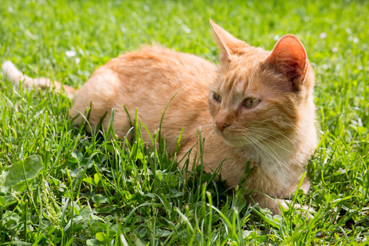卧在草地上的猫咪