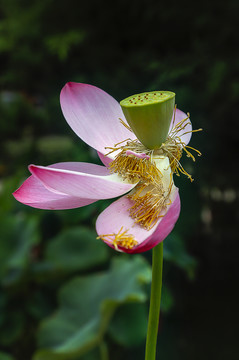 荷花