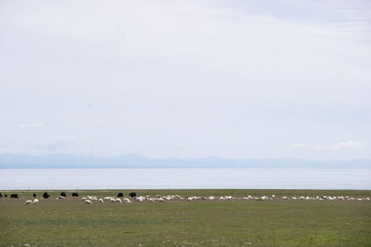 湖边的羊群