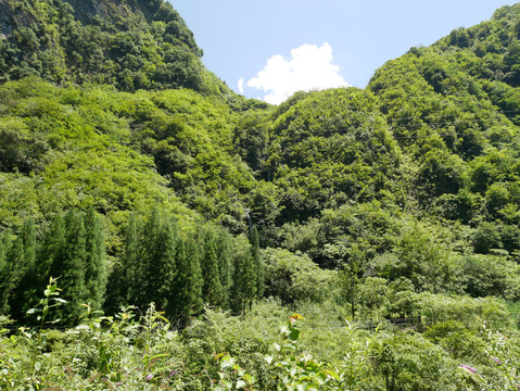 山林