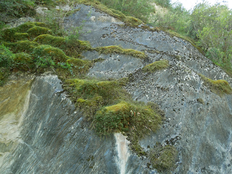 岩石苔藓