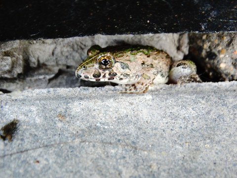 缝隙中的青蛙