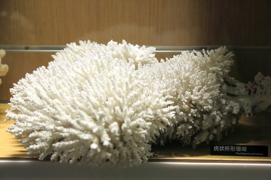 疣状杯形珊瑚