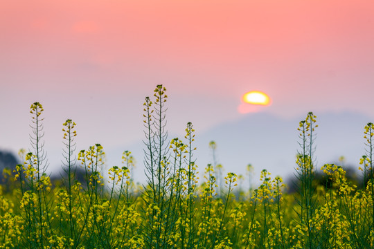 夕阳下的油菜花地