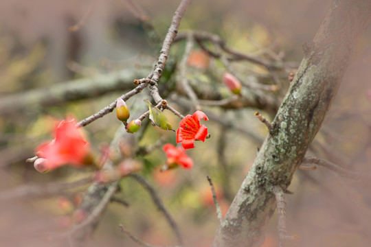 木棉花与绣眼鸟