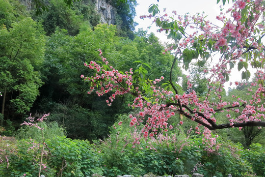 重庆酉阳桃花源