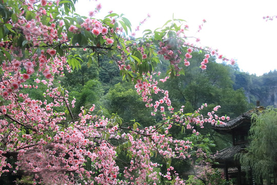 重庆酉阳桃花源