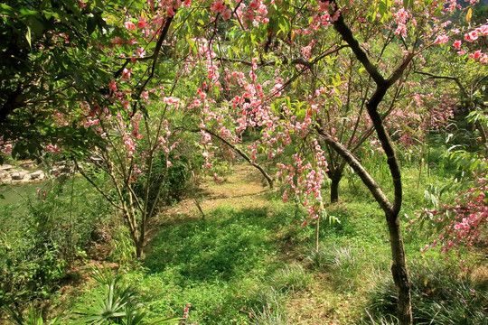 重庆酉阳桃花源