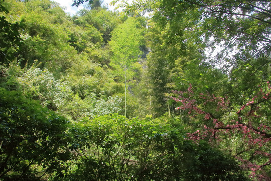 重庆酉阳桃花源