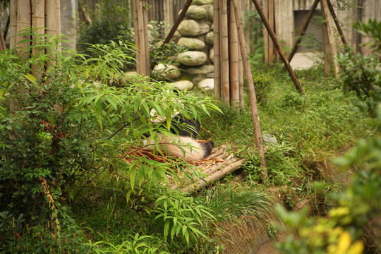 四川大熊猫