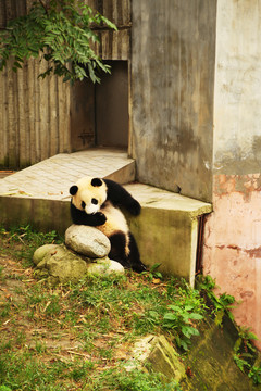 四川大熊猫