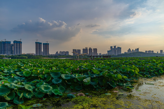 武汉夏日迷人自然风光