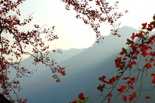 大山红枫