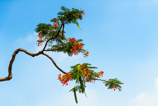 凤凰花