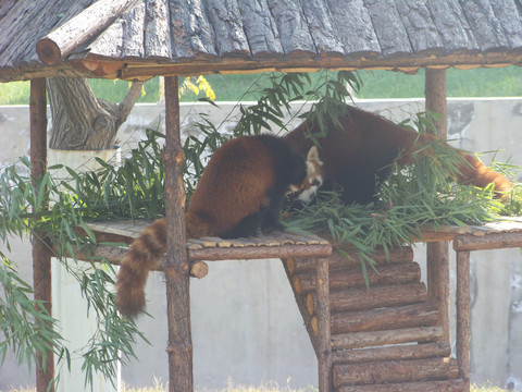 小熊猫