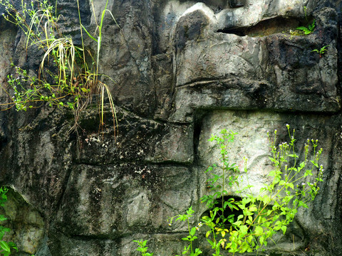 石墙下的绿植