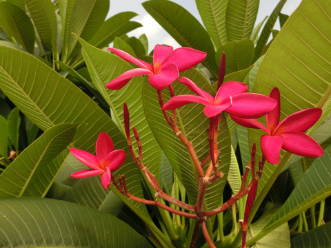 红鸡蛋花