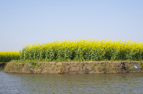 油菜花