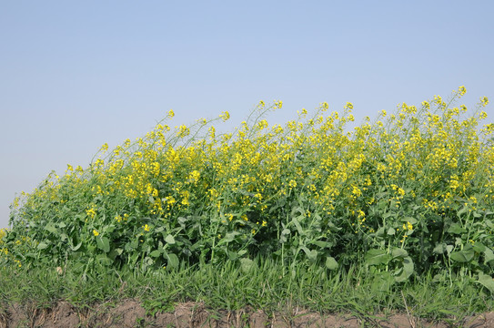 油菜花