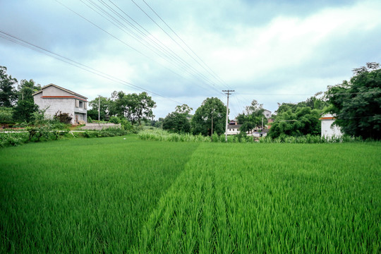 绿色的稻田