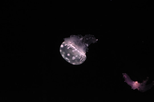 水母特写