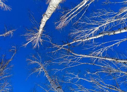 冬季白桦树