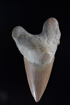 鲨鱼牙齿化石