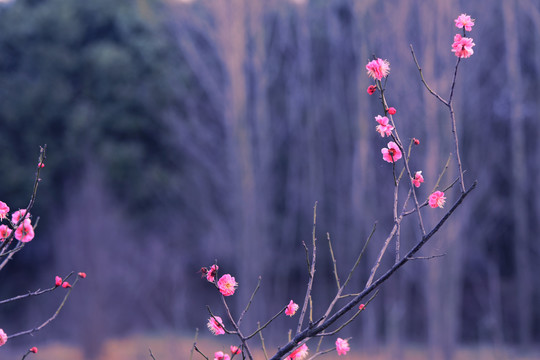 桃花