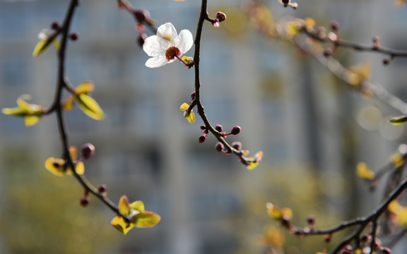 桃花