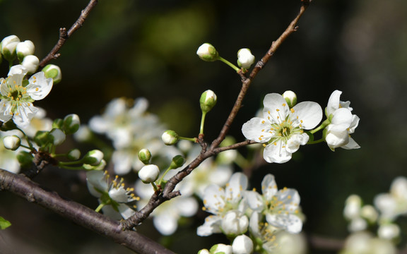 樱花梅花