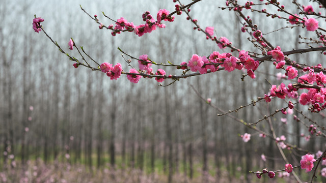 樱花梅花