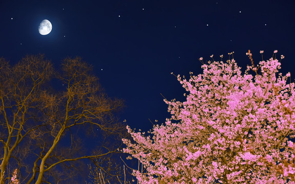 夜晚的樱花