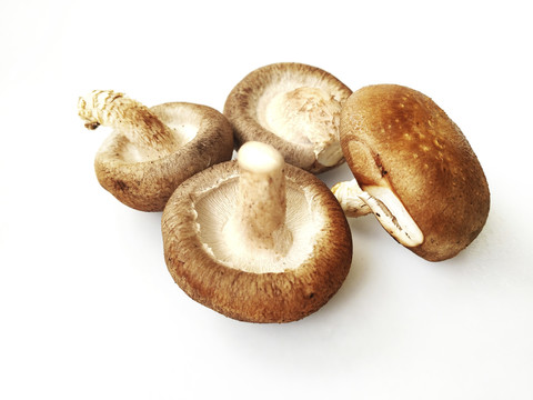 白底蘑菇素材