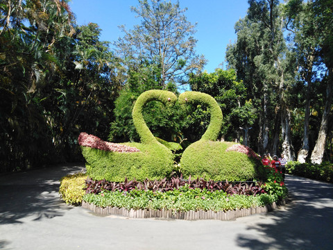 士林官邸公园天鹅植物景观