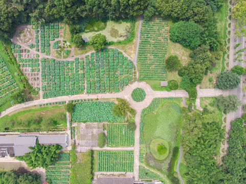 武汉东湖磨山风景区夏日航拍风光