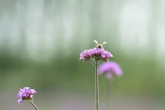 薰衣草