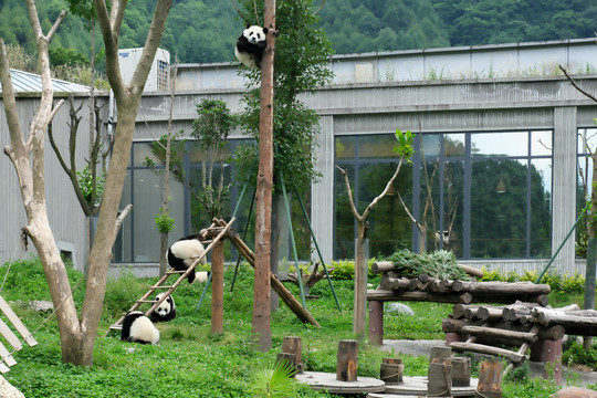熊猫小学