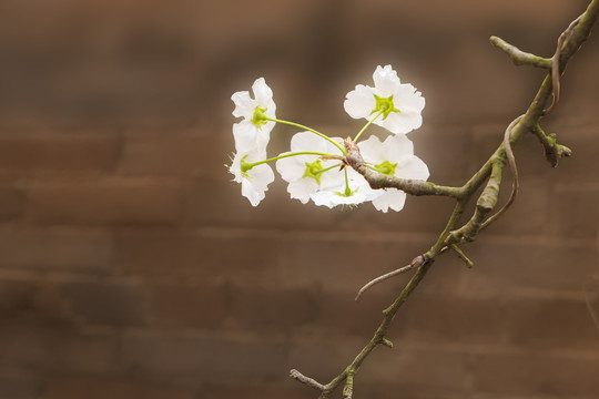 梨花