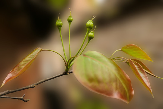 小梨嫩果