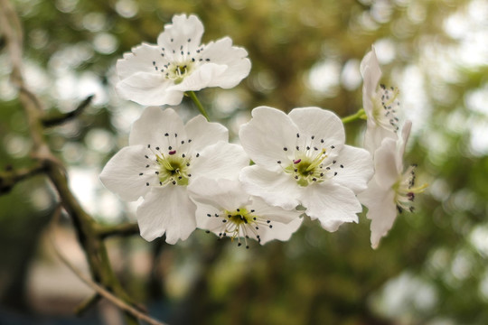 梨花