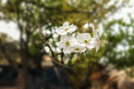梨花