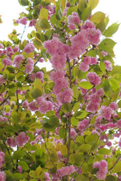 樱花