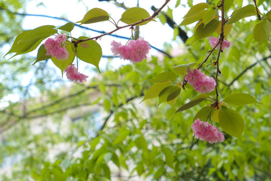 樱花