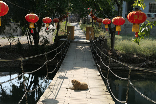 吊桥与狗